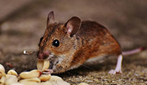 24 Hour & Emergency Exterminators in Century, WV
